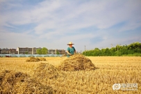2019年，阜阳麦收中，一片丰收的景象！