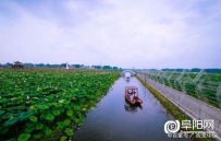 阜阳地城镇枫柏岗景区“2019荷花节”已于7月13日正式拉开帷幕