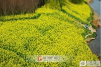阜阳：泉河岸边近百亩油菜花馥郁袭人