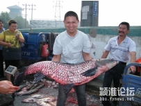 颍河闸里的罕见大鱼~~