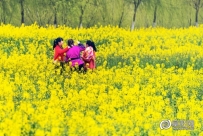 2017春，阜阳油菜花开了，美不胜收