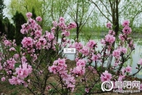 阜阳：颍州西湖4月举办桃花樱花牡丹节