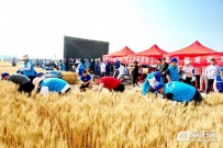 《大美阜阳，丰收在望》公益活动纪实