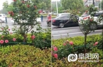 阜阳一市民偷窃绿化树木被颍州警方依法行政拘留十日