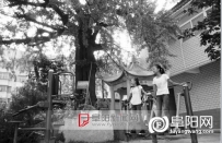 阜阳市加强保护古树名木力度