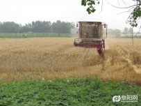 阜阳：收麦啦！